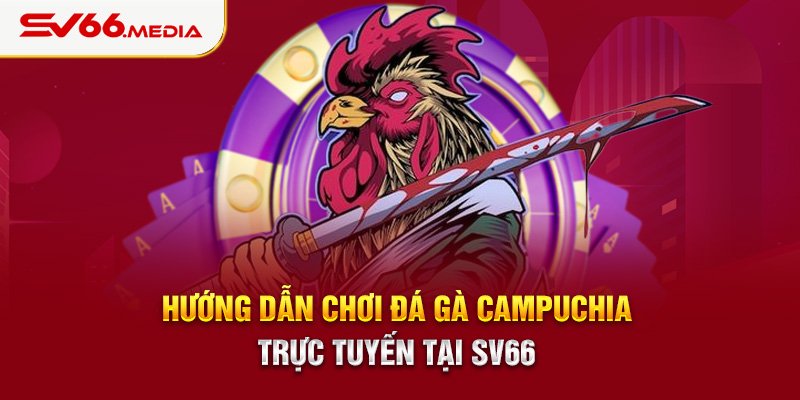 Hướng dẫn chơi đá gà Campuchia trực tuyến tại SV66